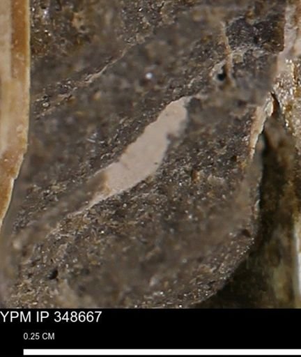 undet. Bivalvia