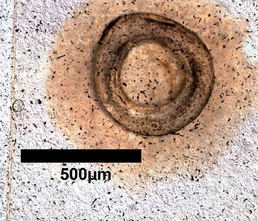 Coleonyx variegatus