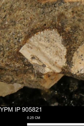 undet. Ammonoidea