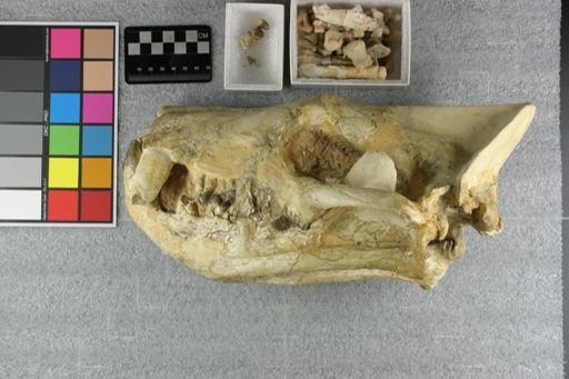 Hyaenodon (Neohyaenodon) horridus