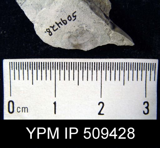 Trematis ottawensis