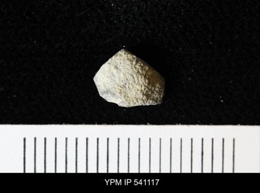 undet. Crinoidea
