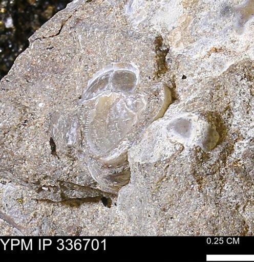 undet. Mollusca