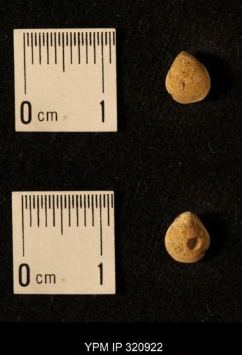 Dielasma elongatum
