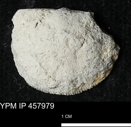 Strophodonta sp.