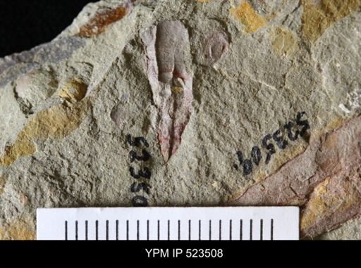 undet. Hyolithida