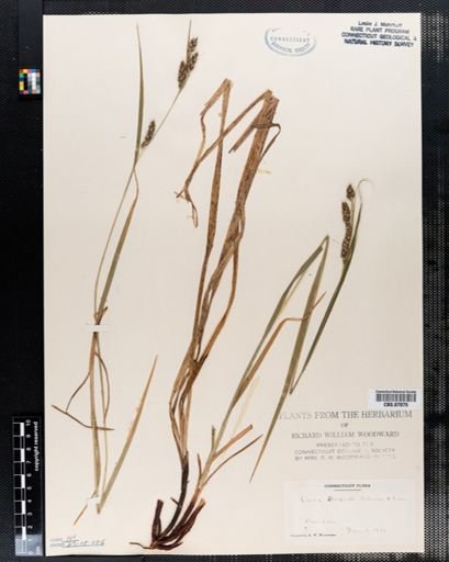 Carex davisii