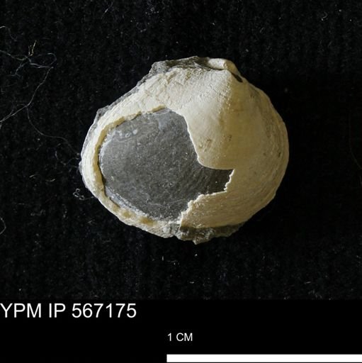 Protocardia sp.