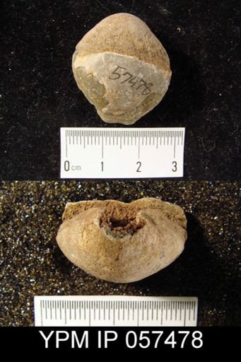 Meristella laevis