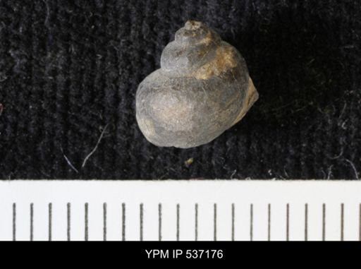 Viviparus montanaensis