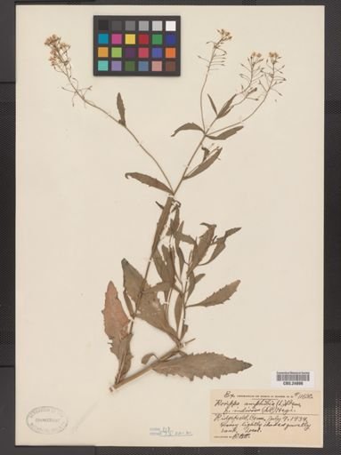 Rorippa amphibia