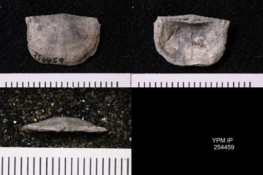 Chonetes granulifer armatus