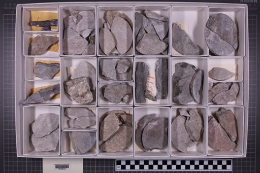 mixed taxa, stratigraphic collection