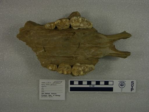 Ursus spelaeus