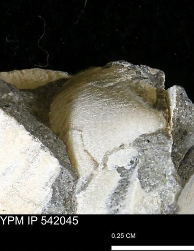 Protocardia subquadrata