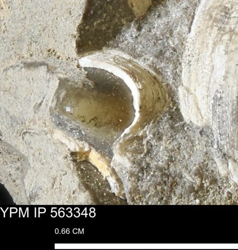 undet. Bivalvia