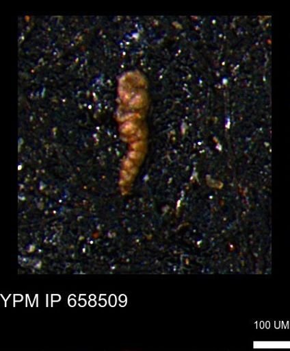 Verneuilinoides kansasensis