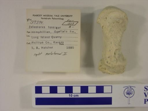 Teleoceras fossiger