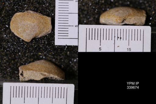 Mactra warreniana