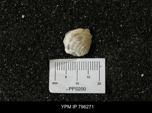 Inoceramus barabini