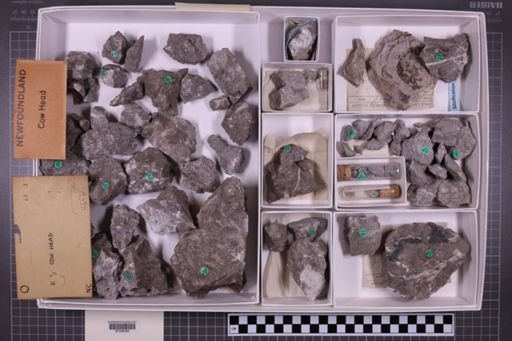 mixed taxa, stratigraphic collection