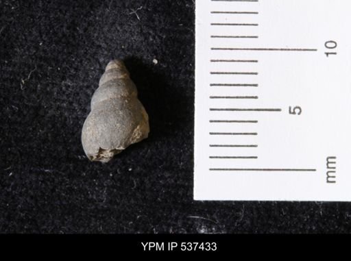 Goniobasis ortmanni