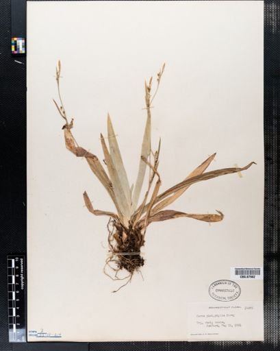 Carex platyphylla
