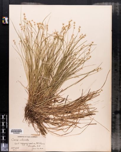 Carex echinata