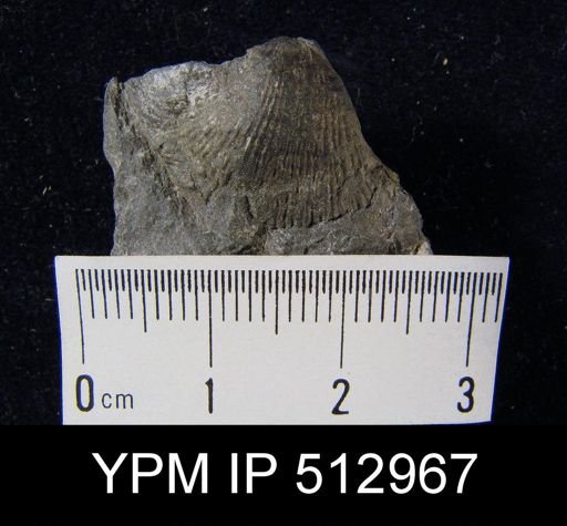 Diaphragmus sp.