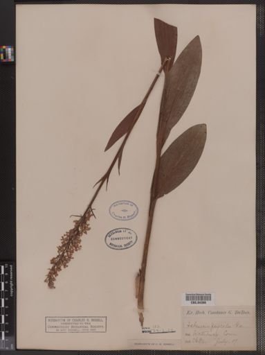 Plantae