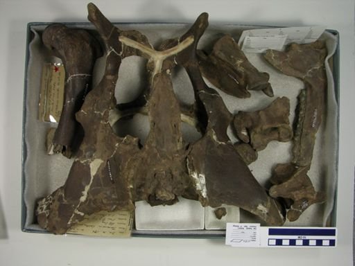 Theosodon lallemanti