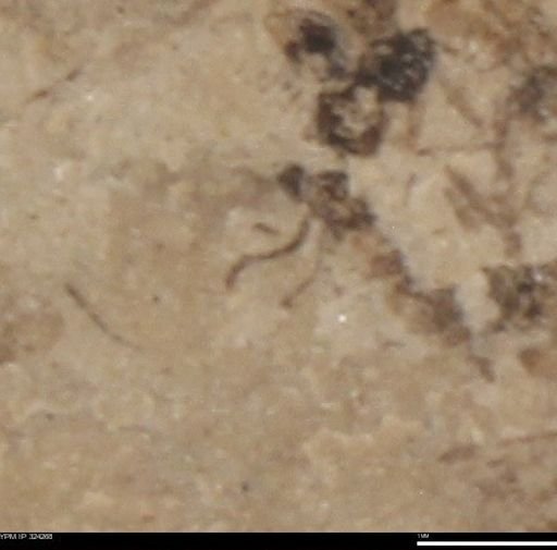 undet. Insecta