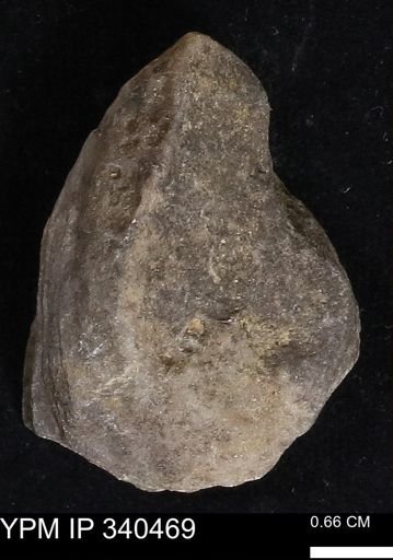 Ostrea glabra
