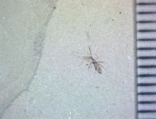 undet. Hexapoda