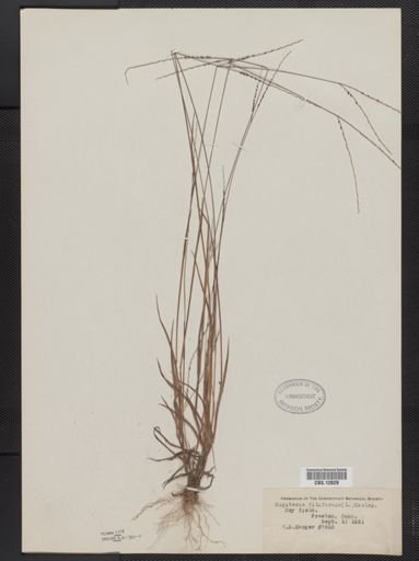 Digitaria filiformis