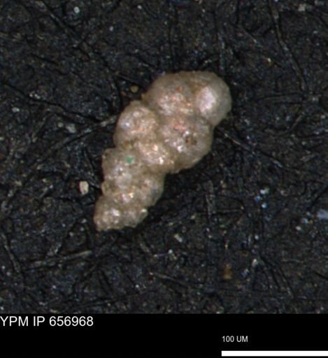 Verneuilinoides hectori