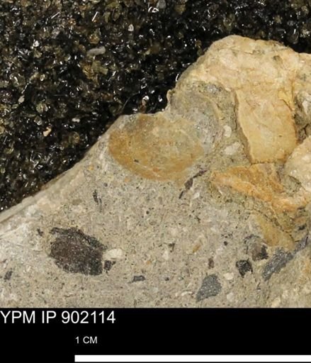undet. Mollusca