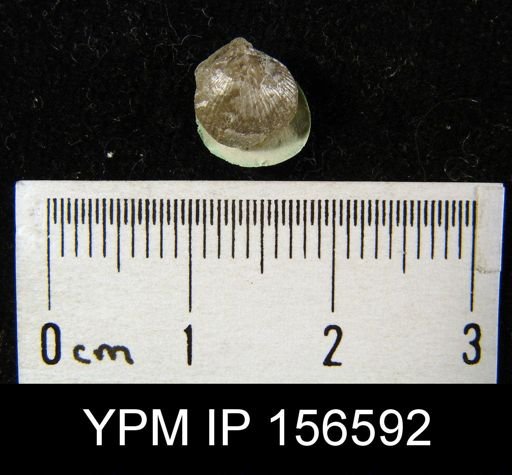 Zygospira recurvirostra