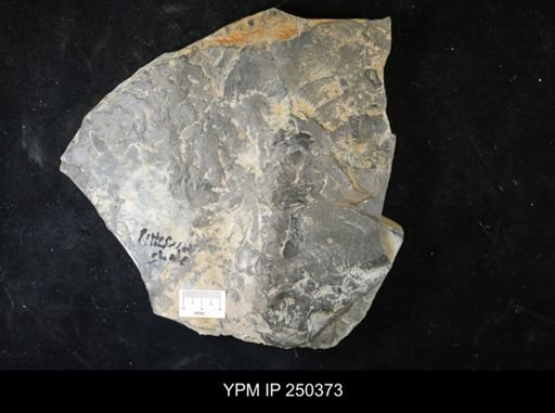 undet. Eurypterida
