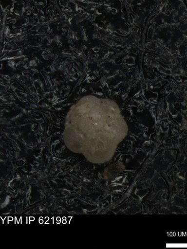 undet. Foraminiferida