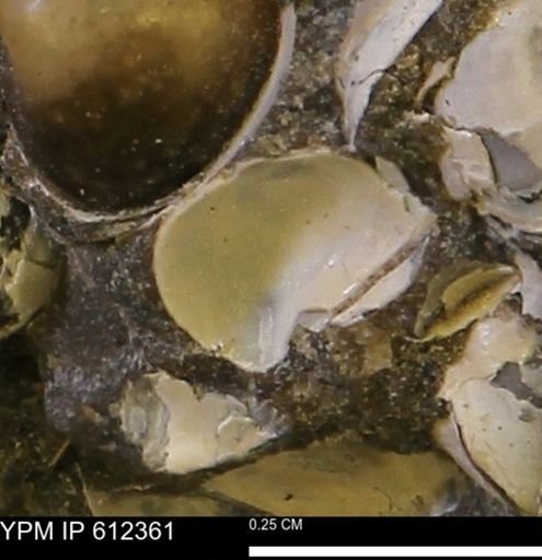 undet. Bivalvia