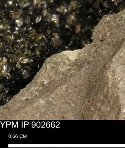 undet. Mollusca