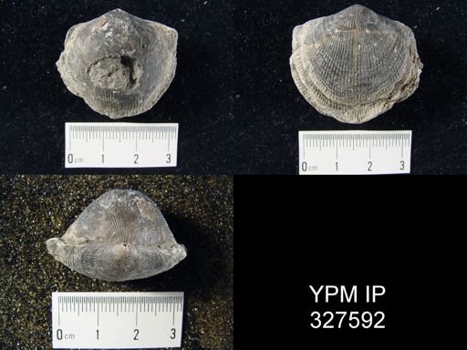 Atrypa reticularis