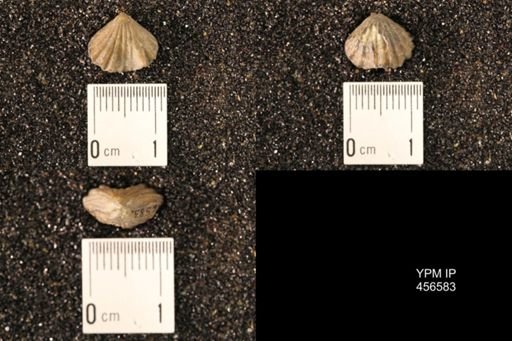Rhynchonella dentata