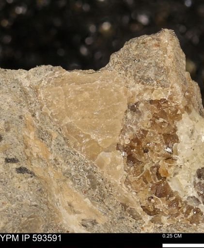 undet. Mollusca