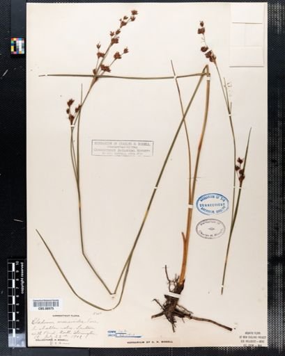 Cladium mariscoides