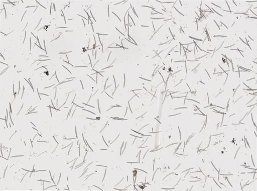 Amphimedon erina