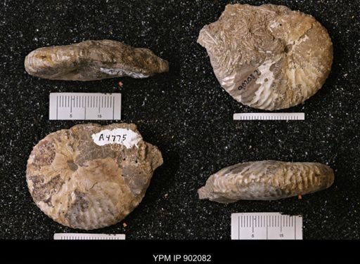 undet. Scaphitidae