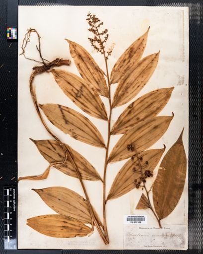 Maianthemum