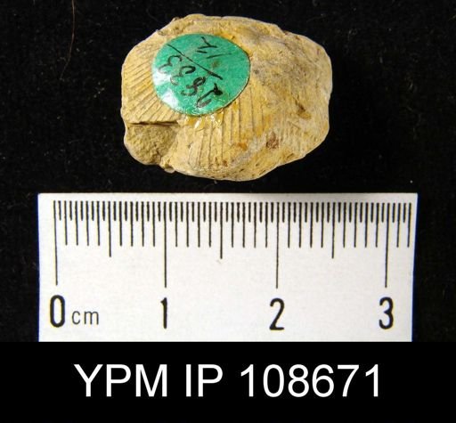 Stropheodonta sp.